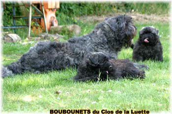bouvier des flandres photo chiot - Elevage Clos Luette - COPYRIGHT DEPOSE